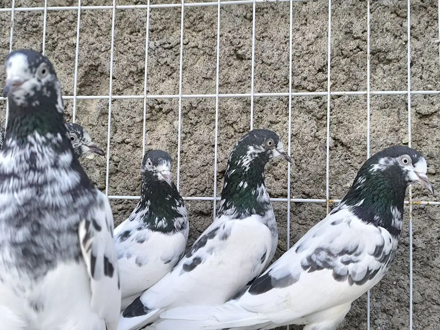 تیدی،کبوتر پاکستانی|پرنده|بندرلنگه, |دیوار