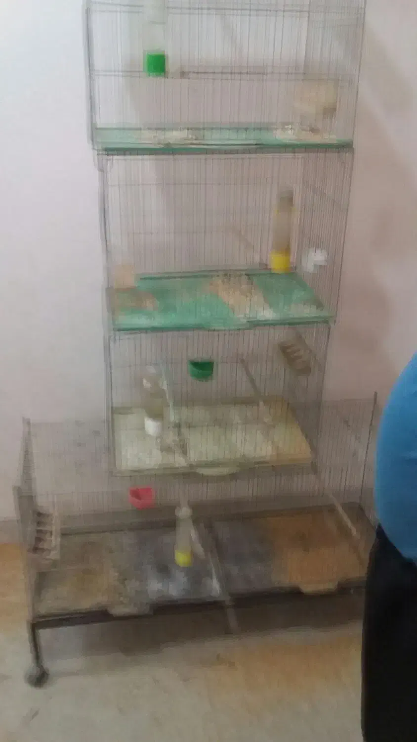 9 عدد قفس قناری 50 سانتی و یک برون|لوازم جانبی حیوانات|شیراز, میانرود|دیوار