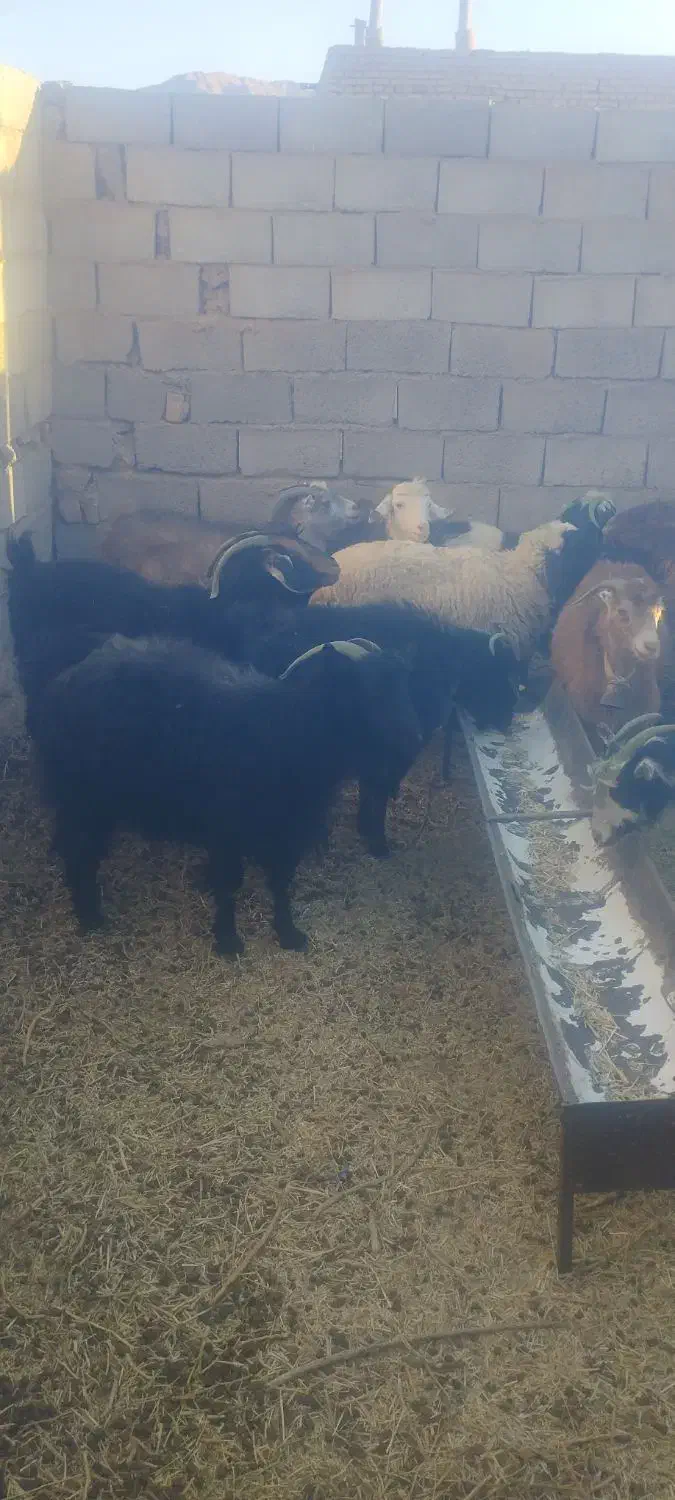 بز جوان ابستن|حیوانات مزرعه|سده (خراسان جنوبی), |دیوار