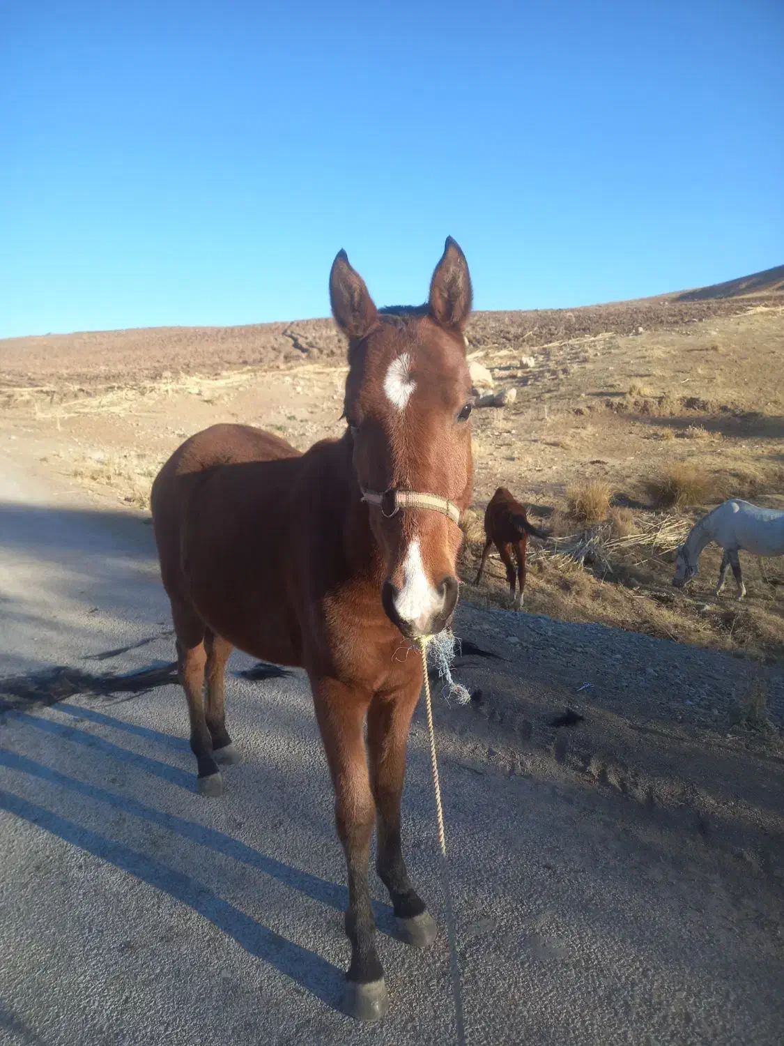 کره نریان کرد|اسب و تجهیزات اسب‌سواری|بیرانوند, |دیوار