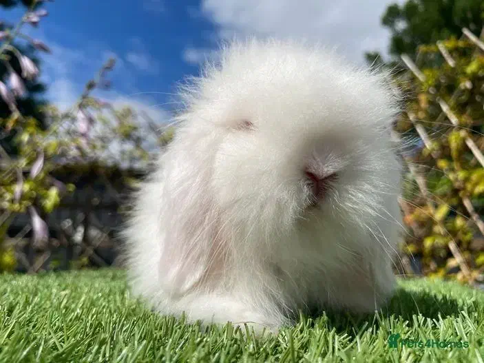 خرگوش مینی لوپ عروسکی / بانی پت|موش و خرگوش|شیراز, فرهنگ شهر|دیوار