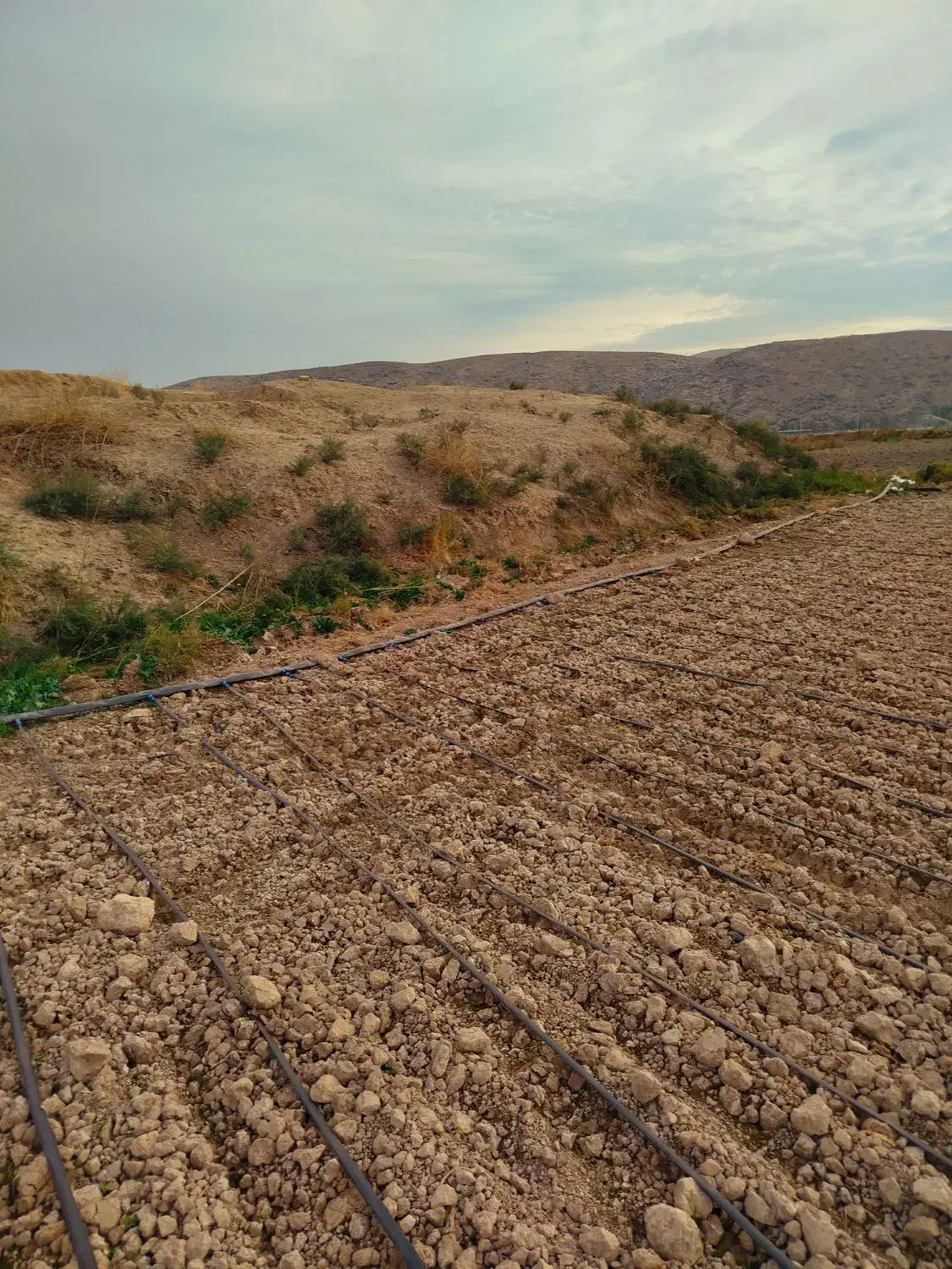 زمین کشاورزی برای باغچه|فروش زمین و ملک کلنگی|نورآباد ممسنی, |دیوار