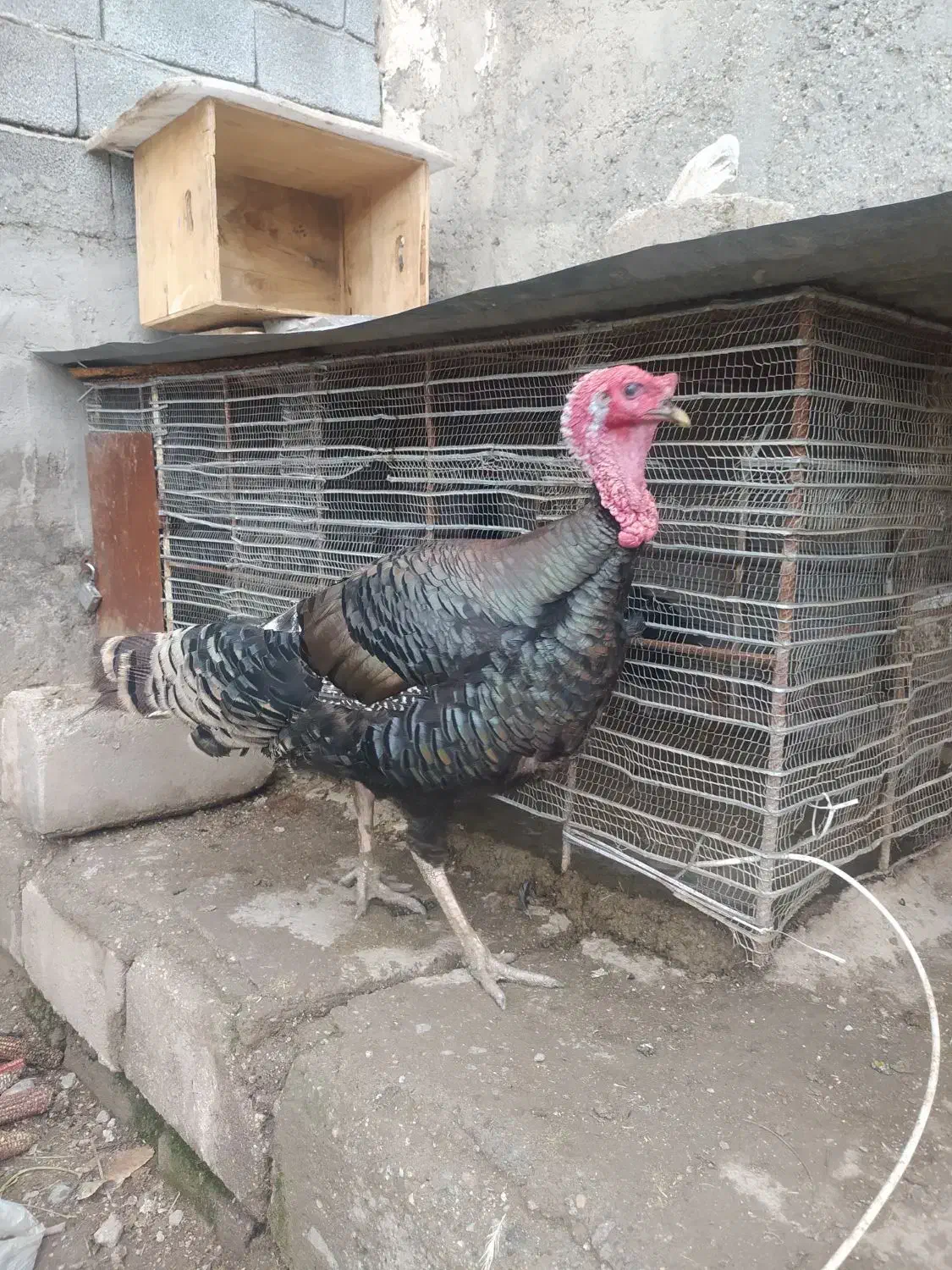 بوقلمون فروشی|حیوانات مزرعه|جیرفت, |دیوار