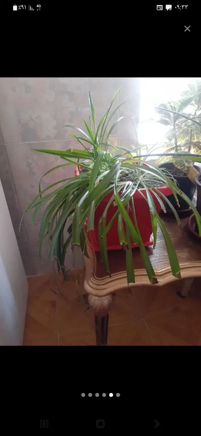 فروشی|گل و گیاه طبیعی|سامن, |دیوار