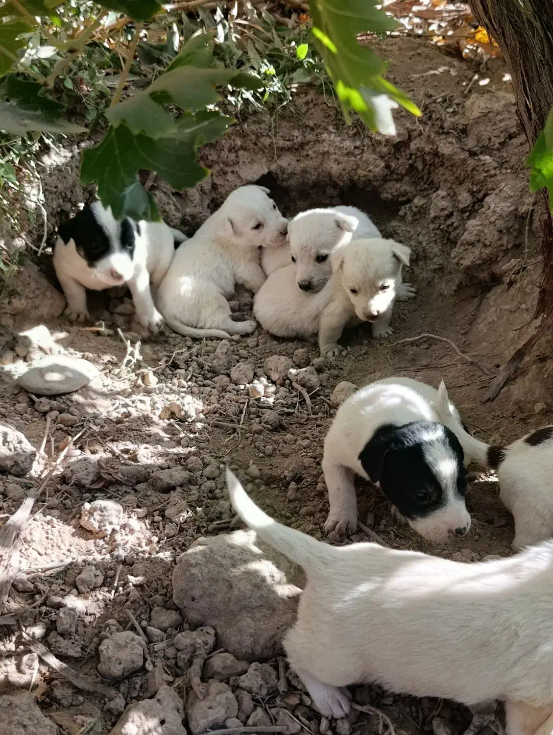 کوته سگ خارجی|سگ|گرمسار, |دیوار