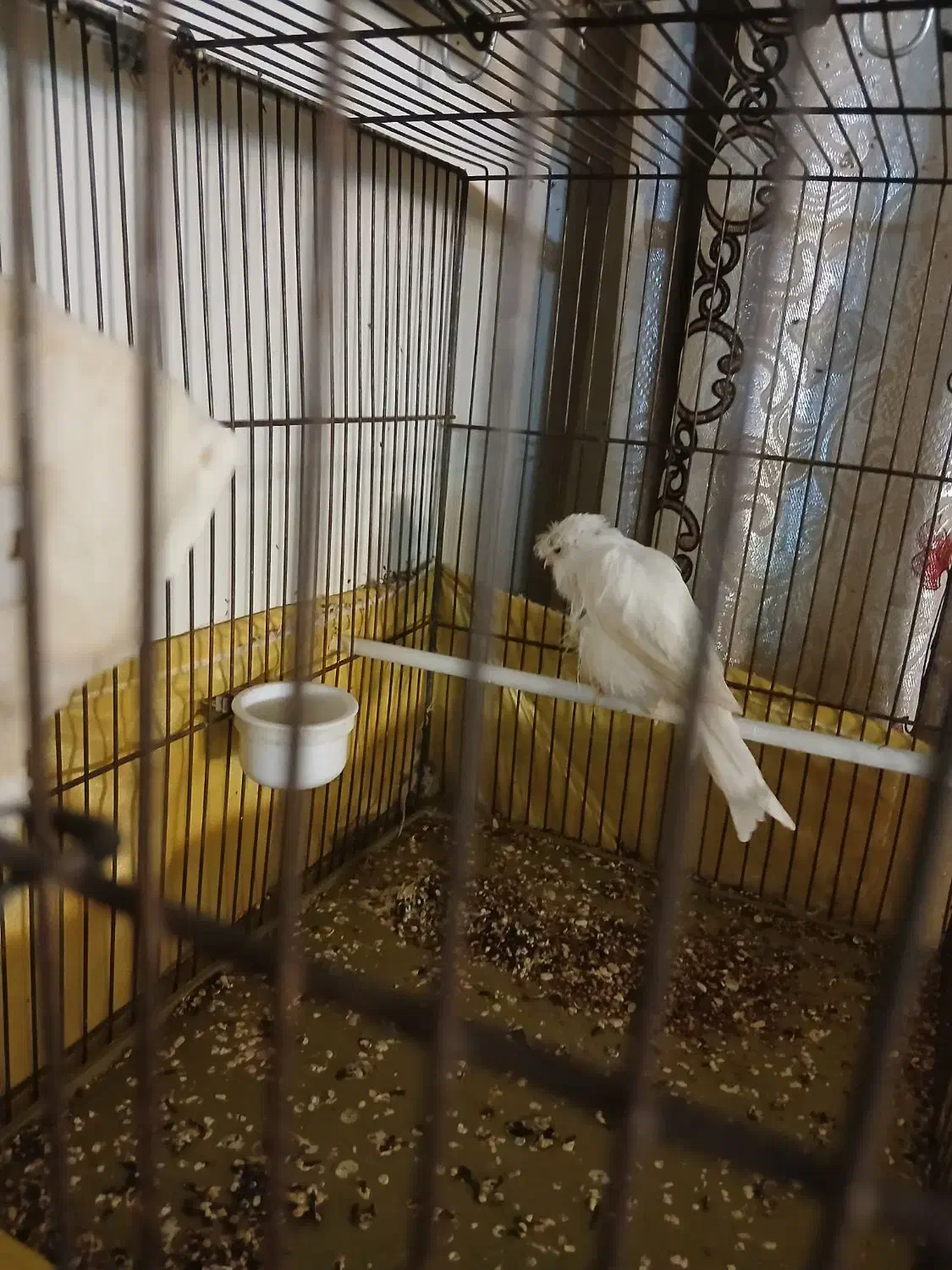 قناری نر قرص|پرنده|ری, حمزهآباد|دیوار