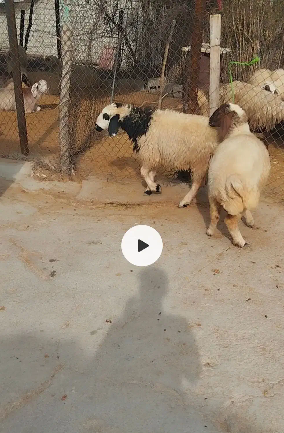 دوتا بره ماده داشتی گوسفند میش|حیوانات مزرعه|ایوان, |دیوار