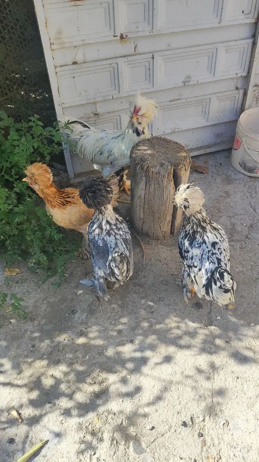 مرغ و خروس سلطان|حیوانات مزرعه|ملایر, |دیوار