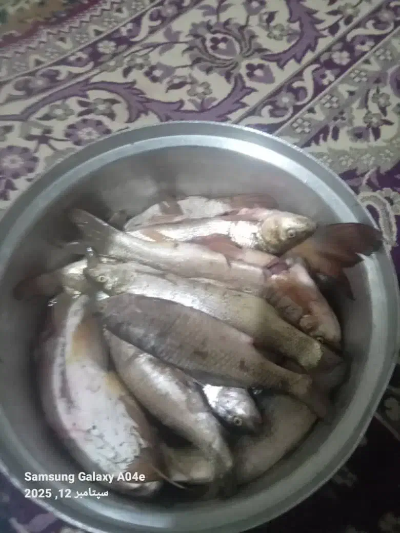 ماهی تنگ هفت|ماهی|دورود, |دیوار