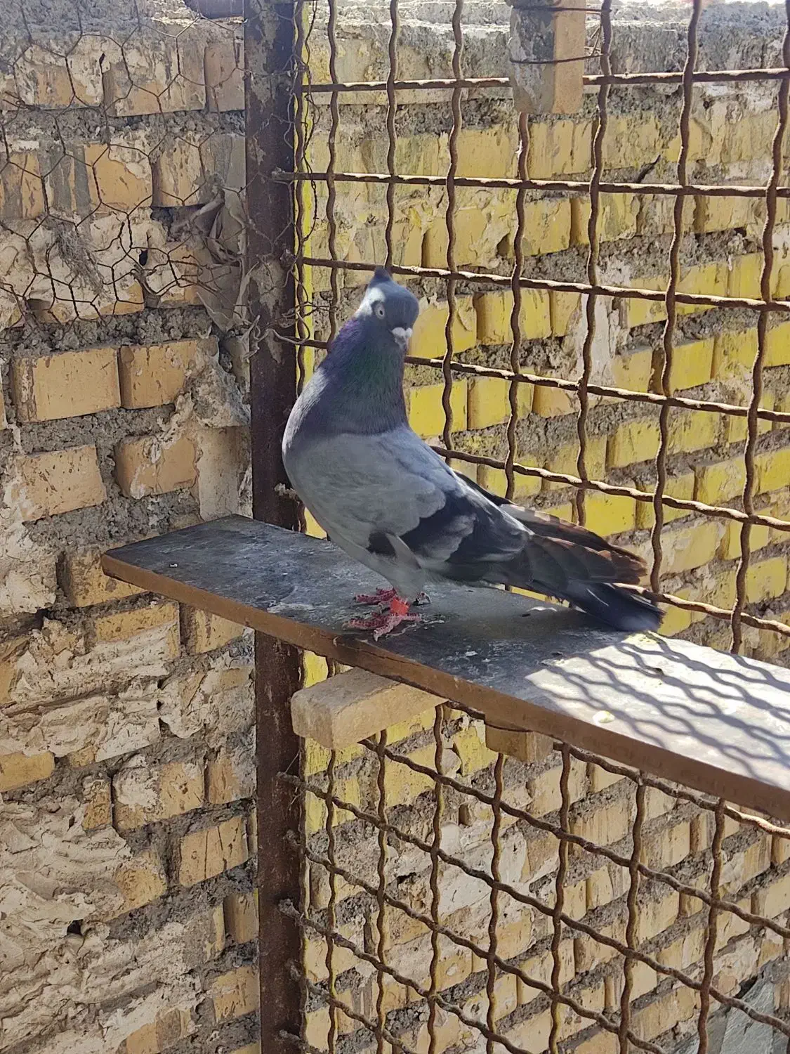 گرفتنی|پرنده|خرمشهر, |دیوار