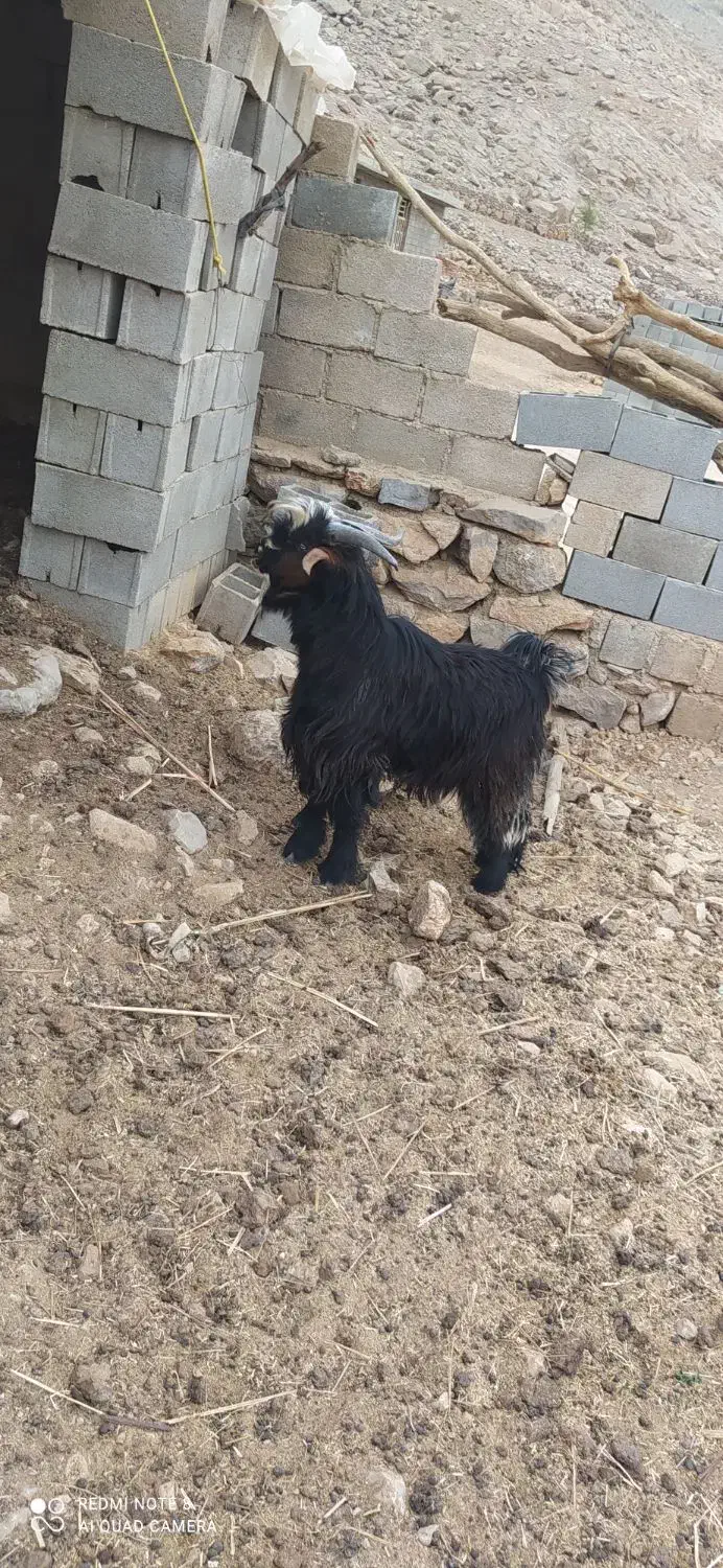 فروش دو عدد کهر تخمی اصلی رش گوش بلند|حیوانات مزرعه|ایذه, |دیوار