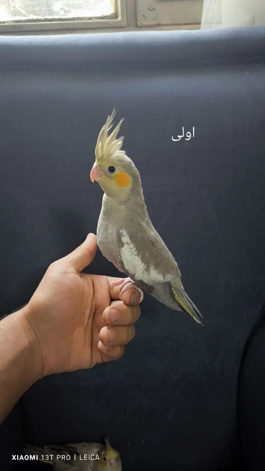 جوجه عروس هلندی جوجه|پرنده|پاکدشت, پاکدشت (مامازند)|دیوار