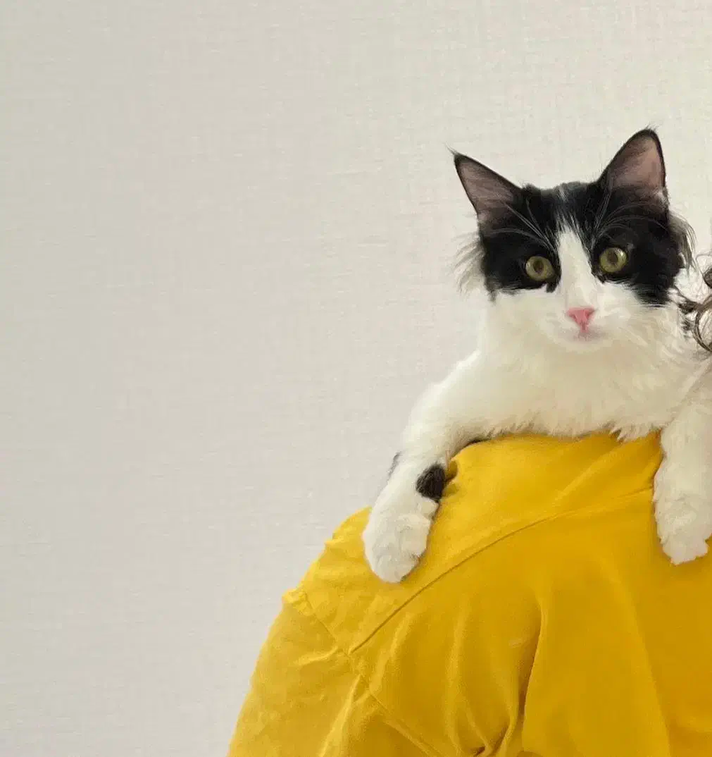 گربه dlh موبلند و دوست داشتنی|گربه|شیراز, چنچنه|دیوار