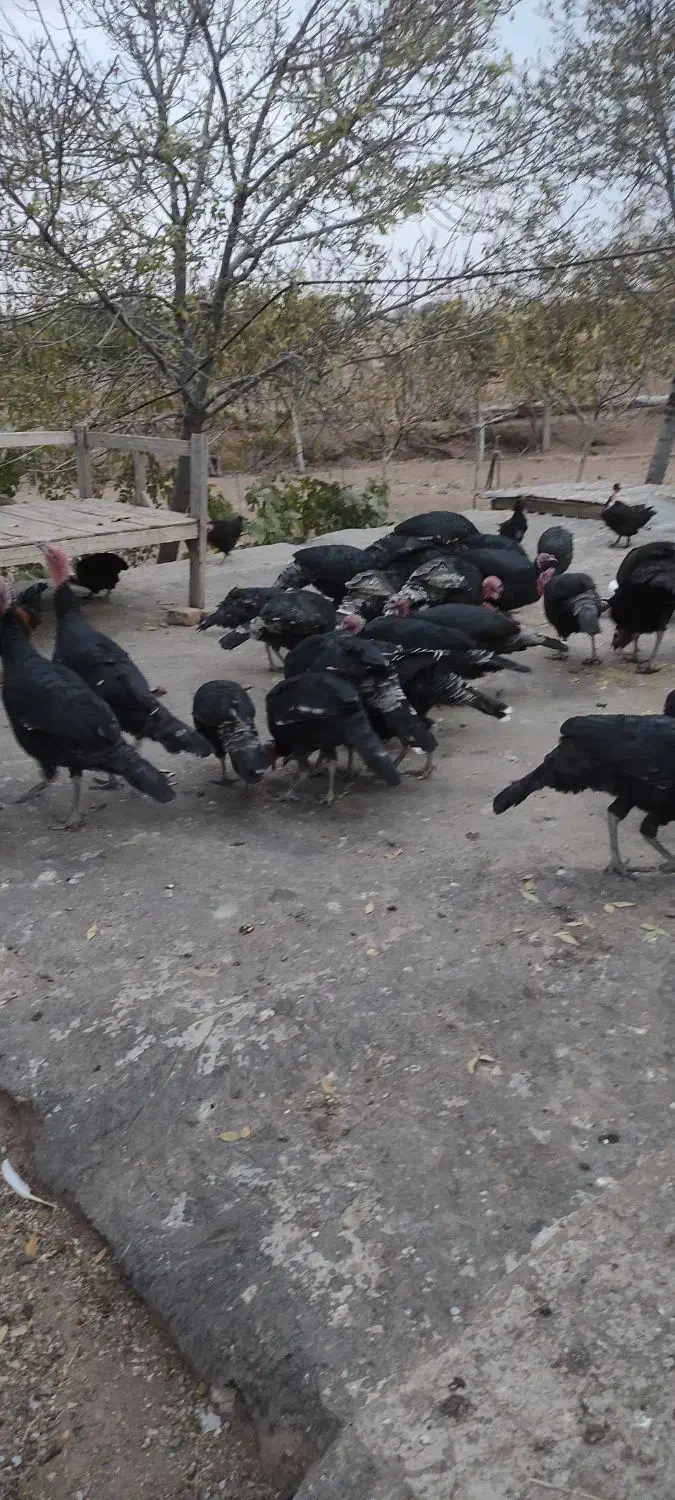 تعداد 20عدد بوقلمون جوان|حیوانات مزرعه|محمدیه-قزوین, |دیوار