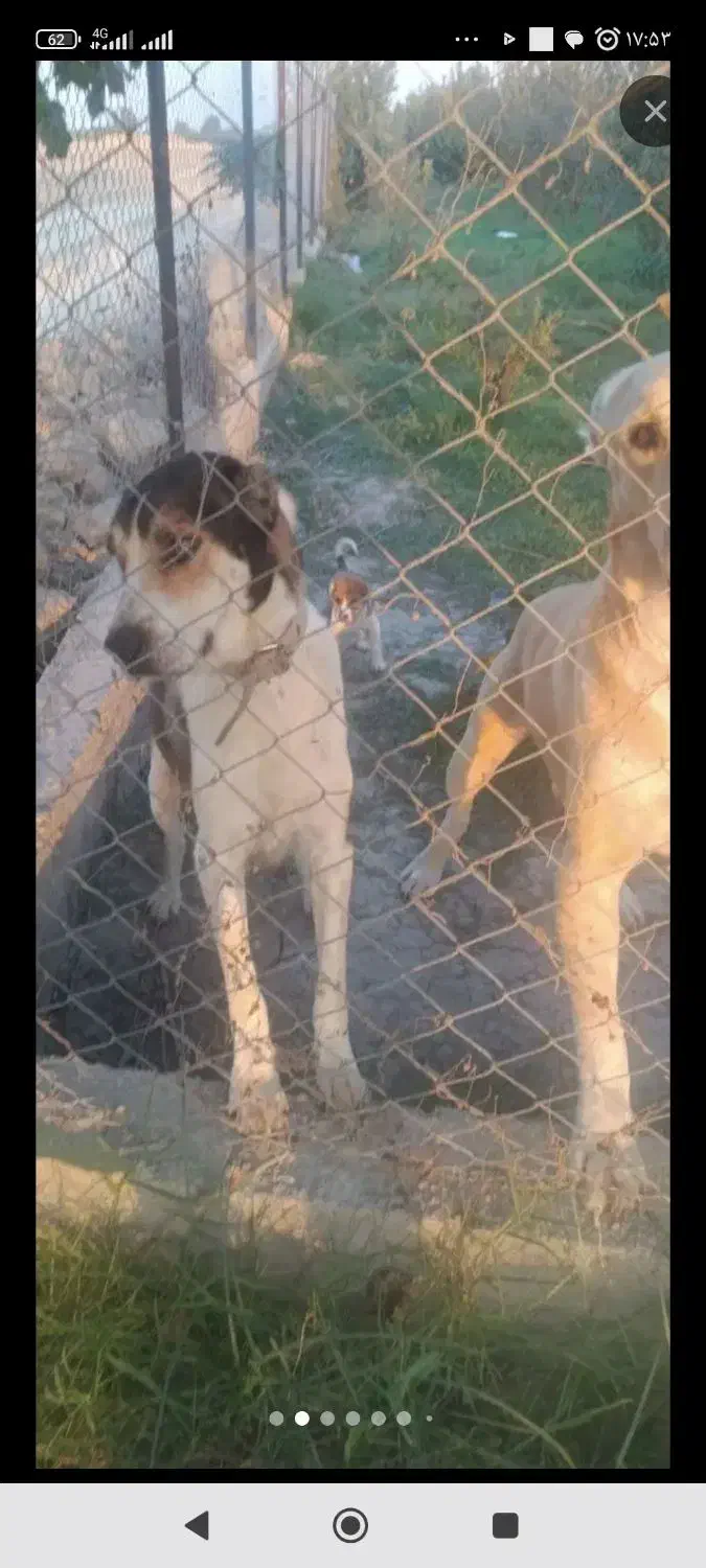 سلام یک عدد ماده معاوضه با کبوتر|سگ|گرگان, |دیوار