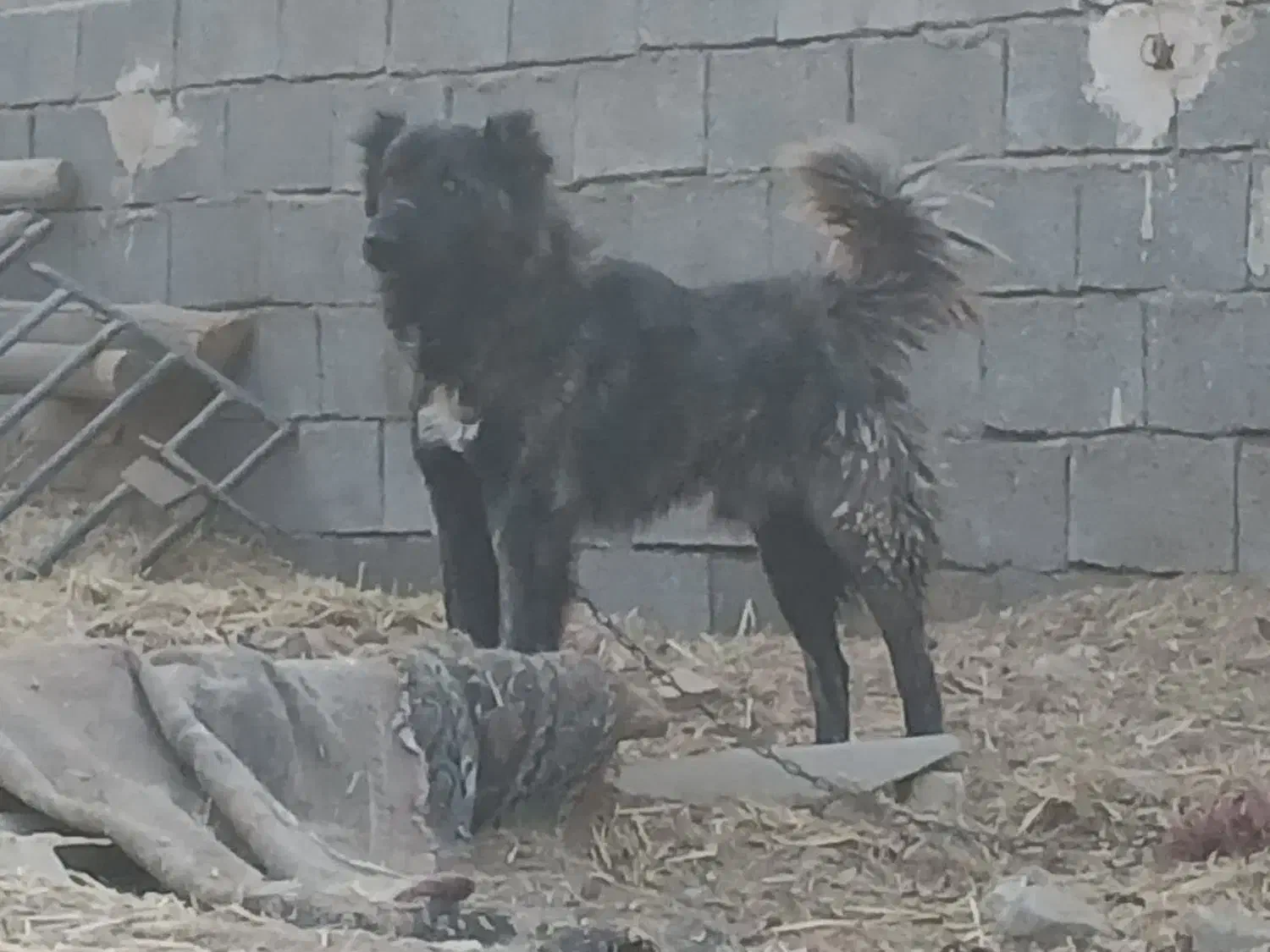 واگذاری دو عدد سگ نر گله|سگ|جعفرآباد, |دیوار