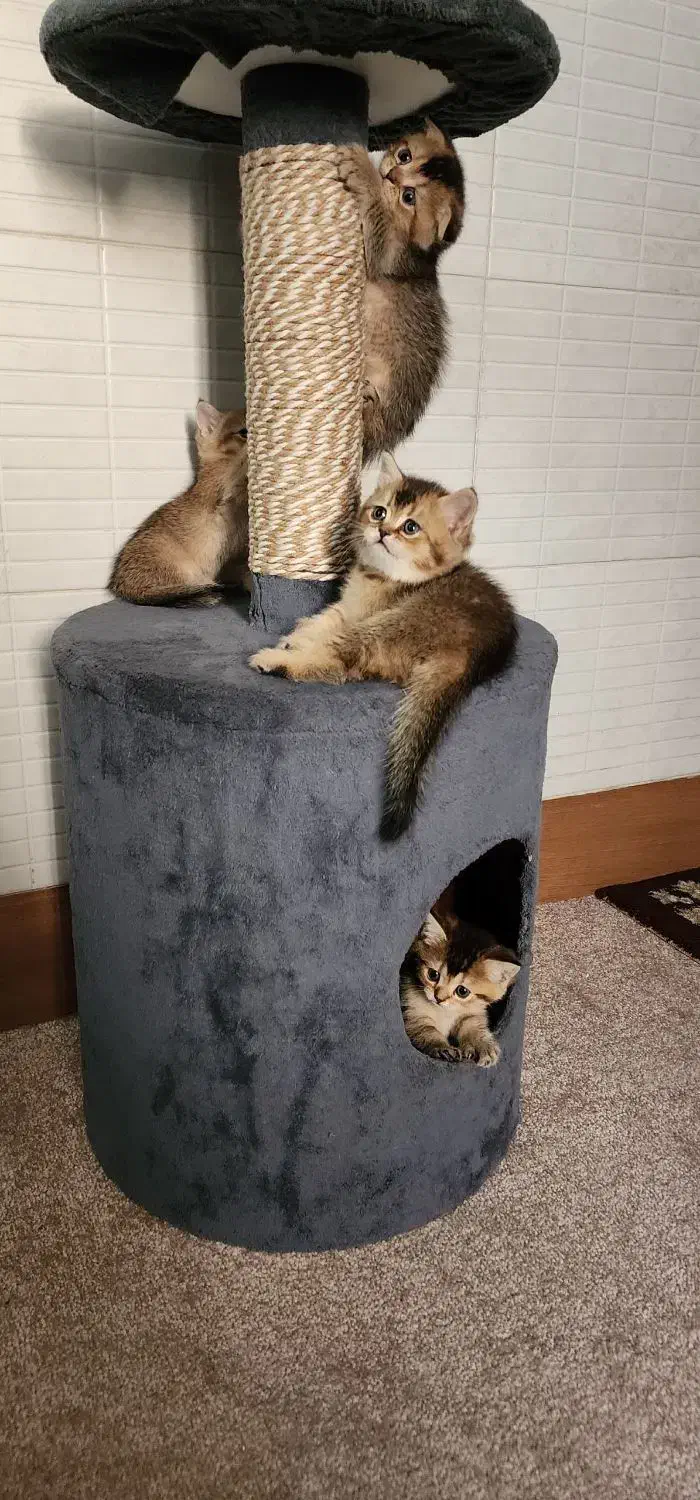 بچه گربه های ناز بریتیش و اسکاتیش|گربه|اهواز, زیباشهر|دیوار