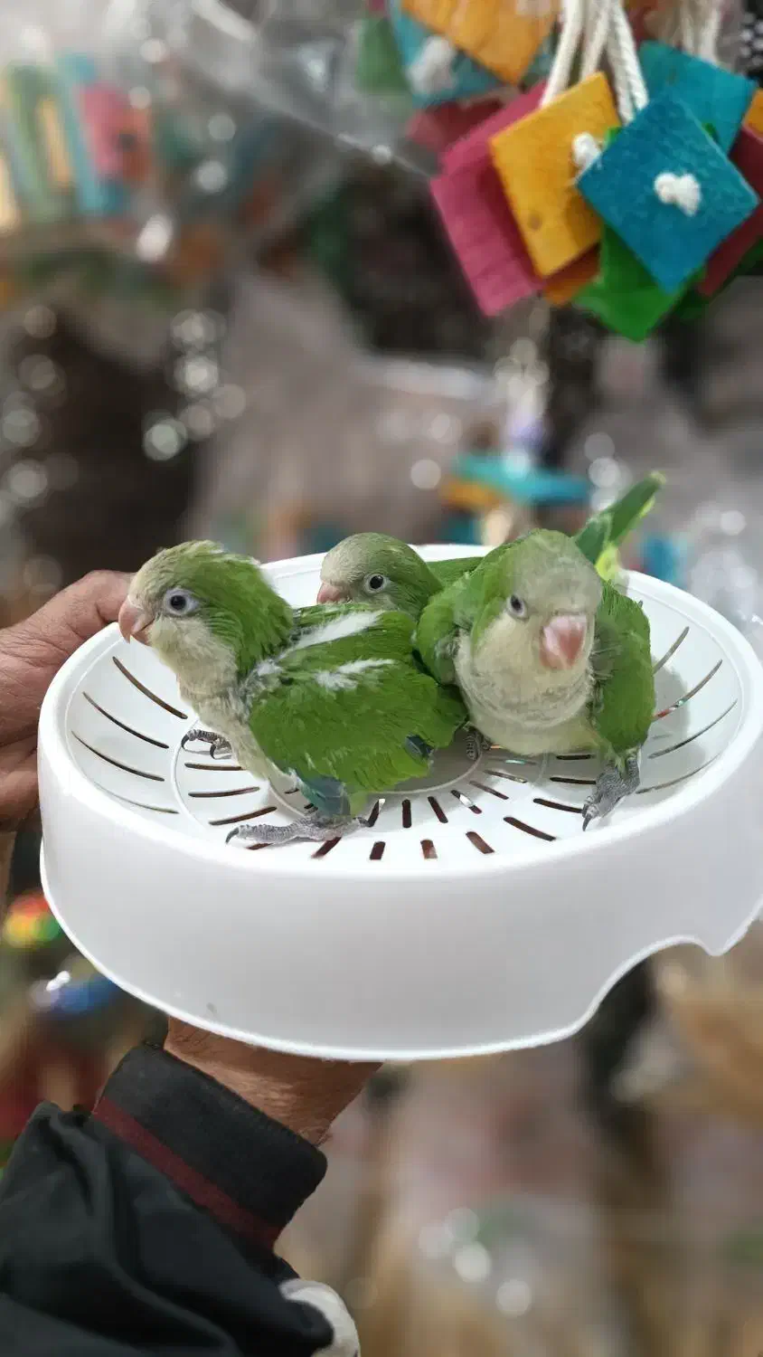 سرلاکی راهب شاه طوطی کوتوله گرینچیک عروس|پرنده|خمینیشهر, |دیوار