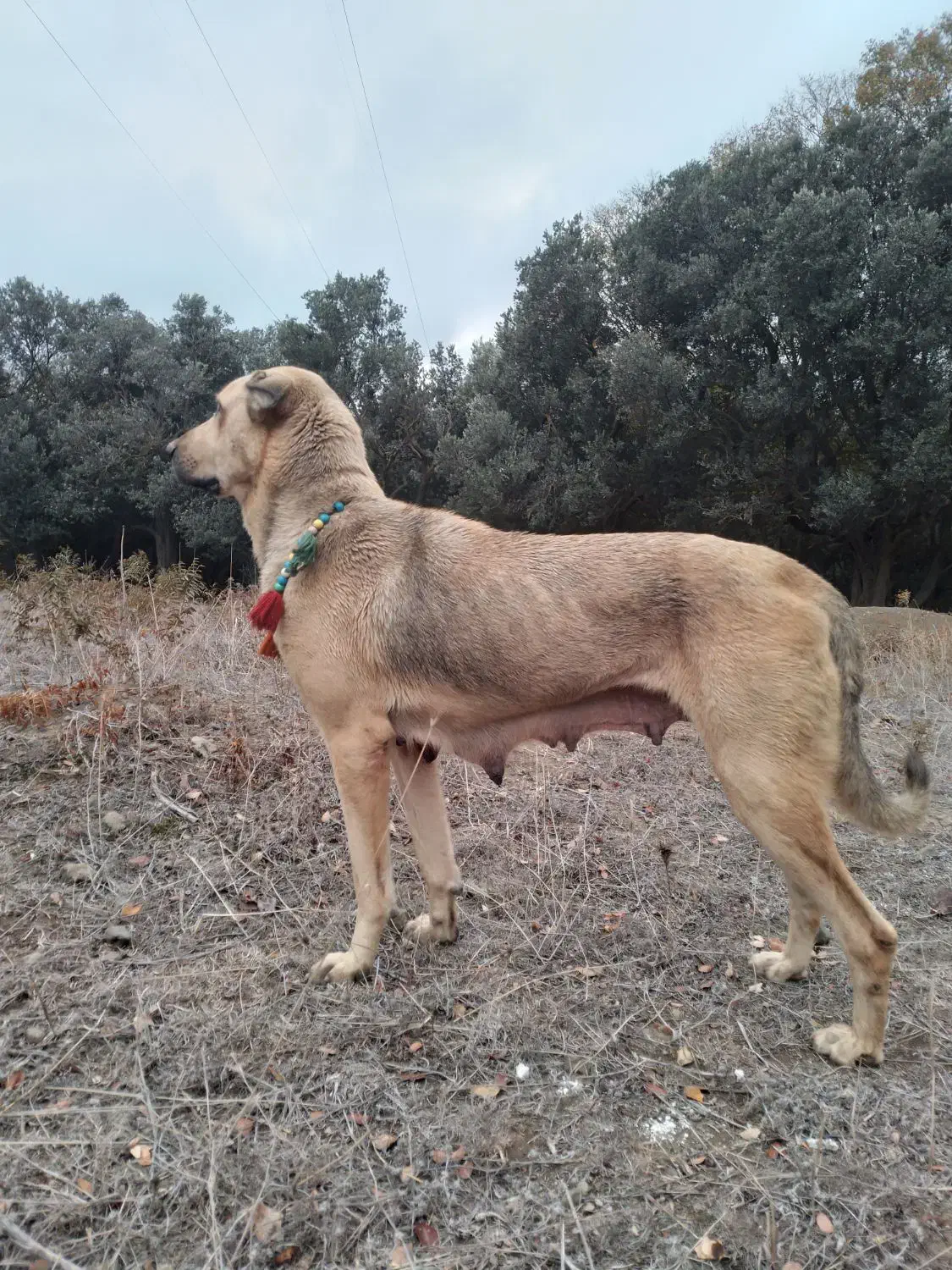 ماده پژدر شکم طلا از بهترین نسل|سگ|رشت, کوی قدس|دیوار