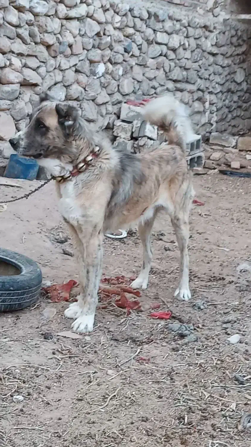 واگذاری سگ|سگ|نصر آباد, |دیوار