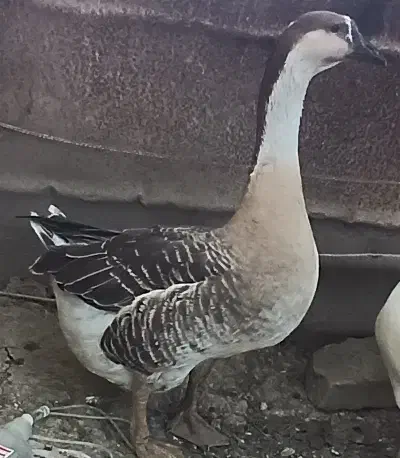 نر بالغ قوغاز افریقایی|حیوانات مزرعه|گنبد کاووس, |دیوار