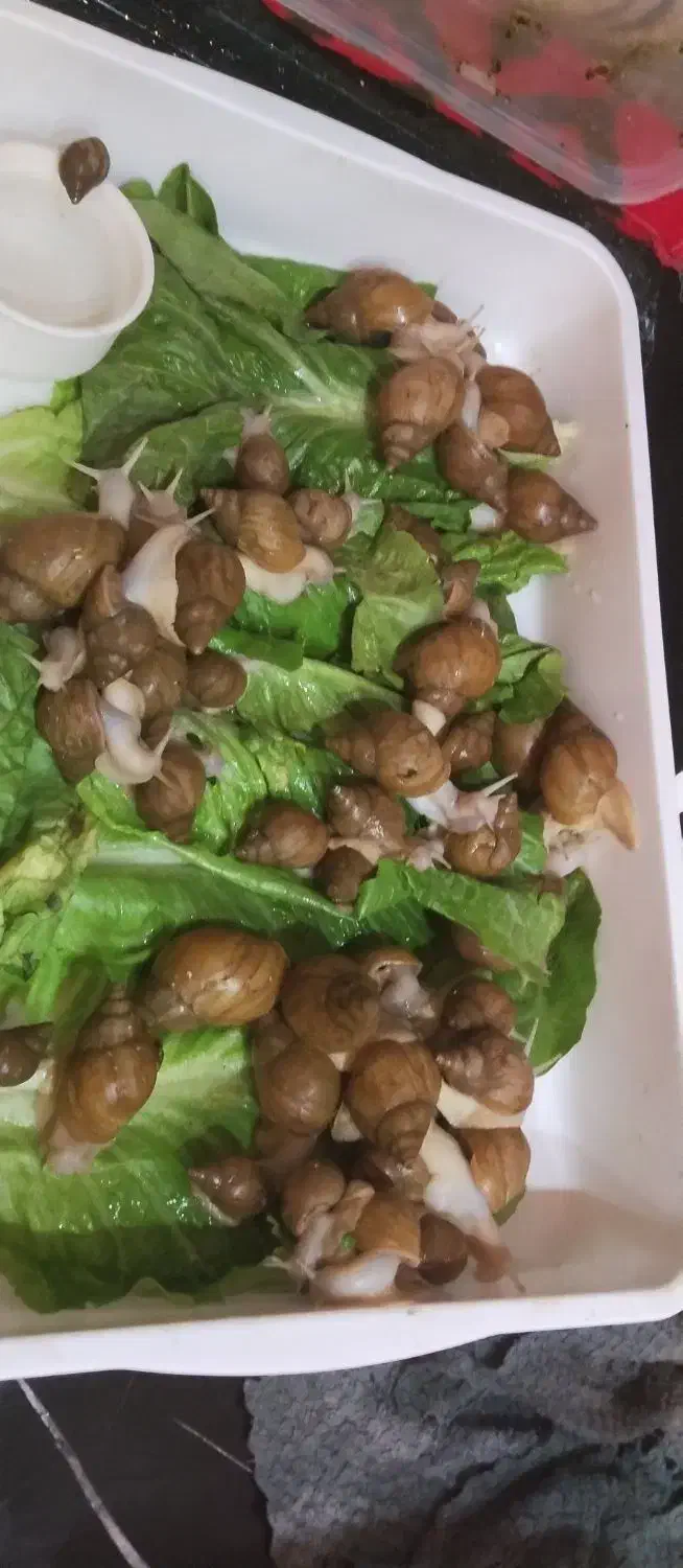 حلزون|خزنده|بهارستان, |دیوار