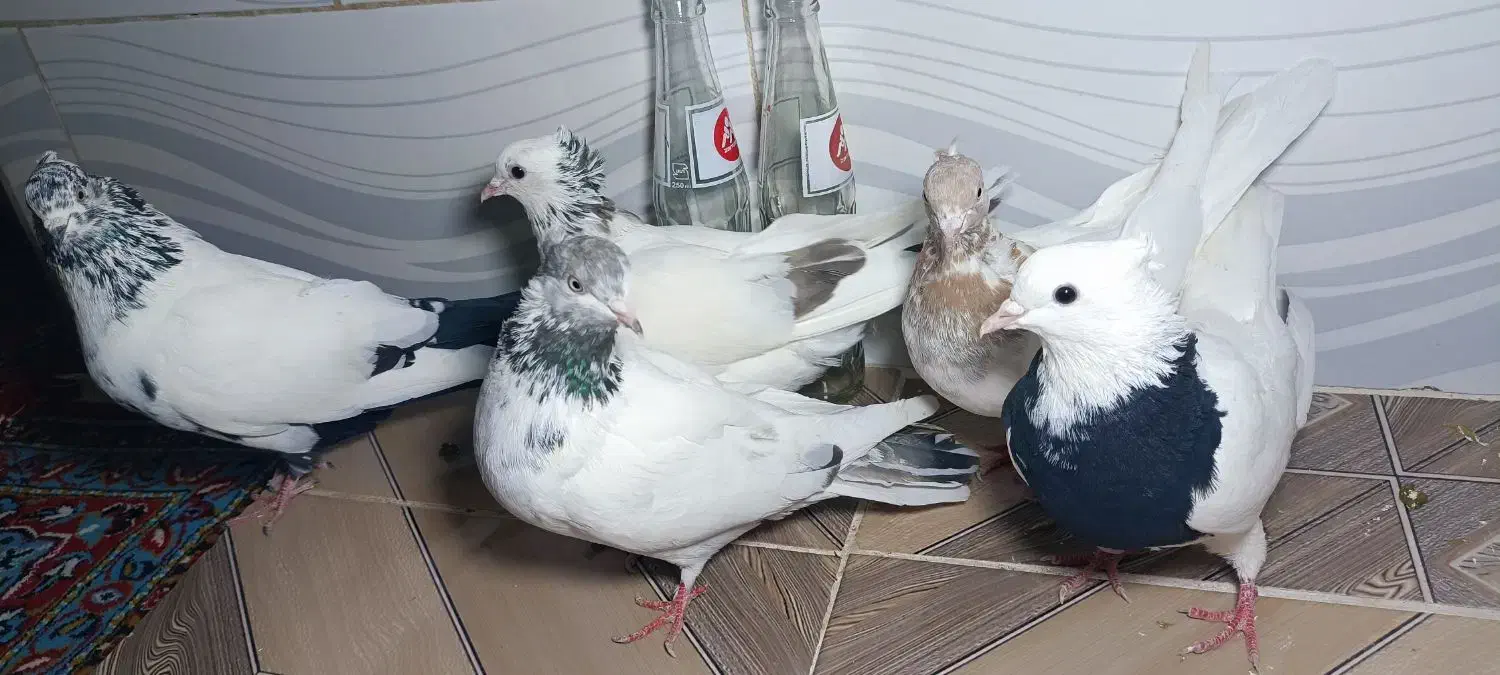 کبوتر|پرنده|سقز, |دیوار