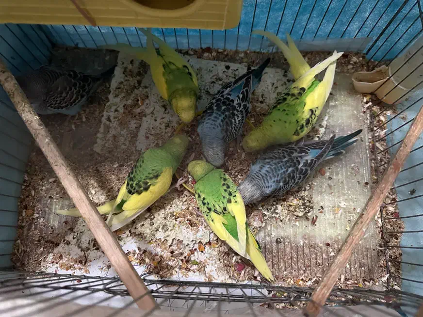 ۶ عدد مرغ عشق به همراه قفس|پرنده|مشهد, کوه سنگی|دیوار