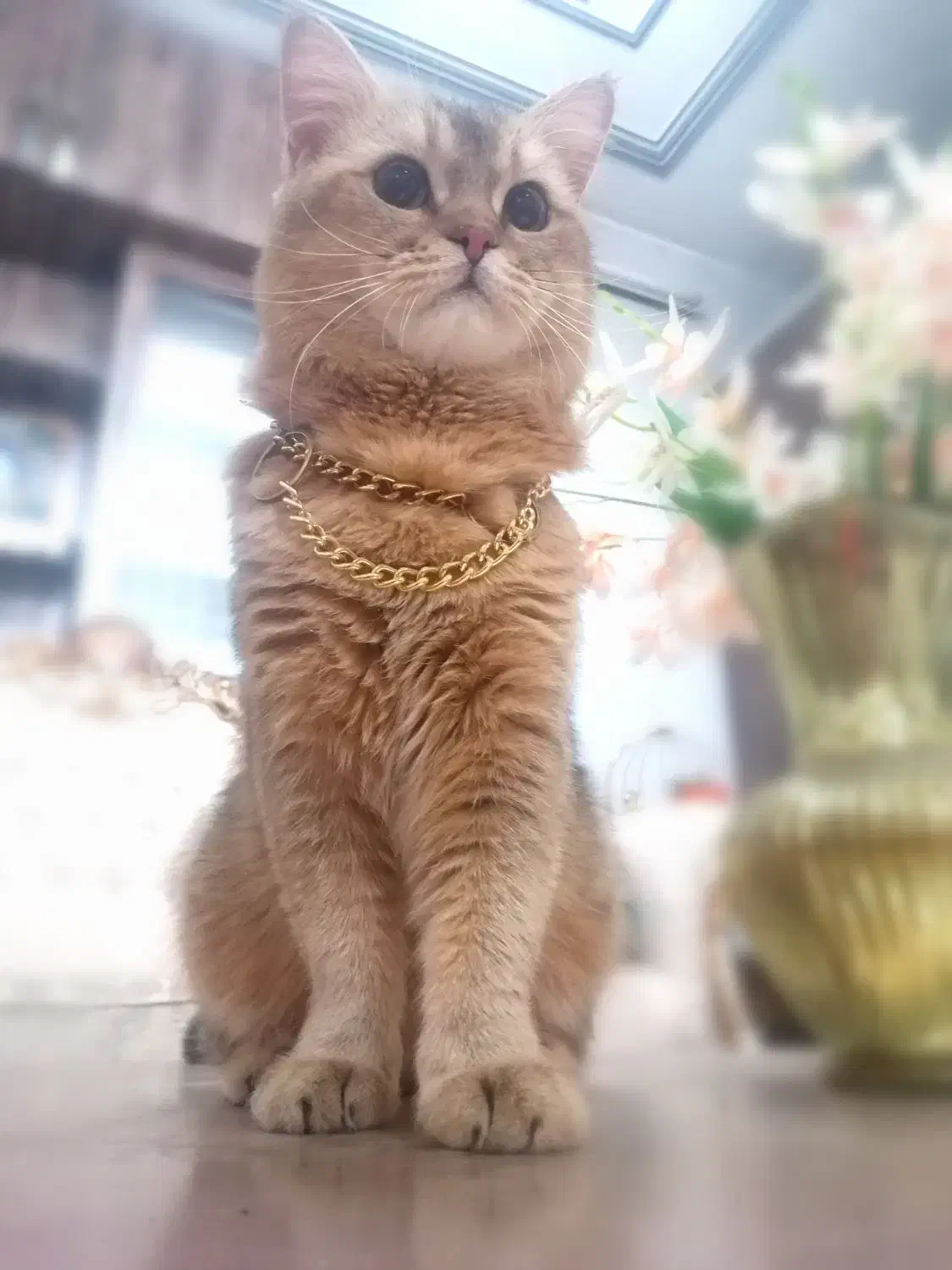 بریتیش بلک گلد اصیل|گربه|کرمان, |دیوار