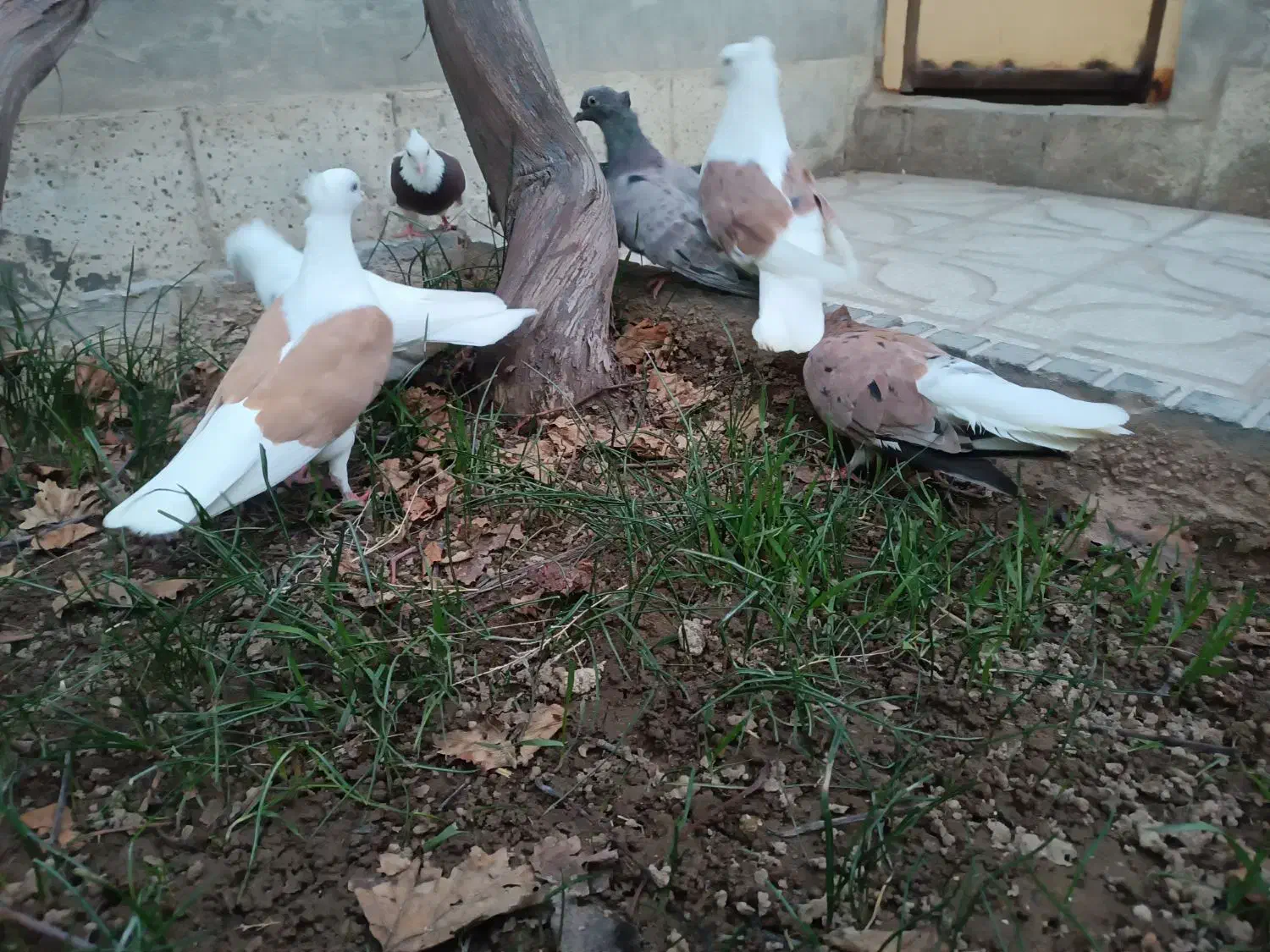 کبوتر|پرنده|اسفراین, |دیوار