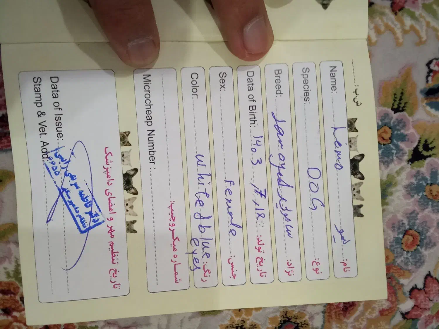 سگ هاسکی|سگ|جیرفت, |دیوار