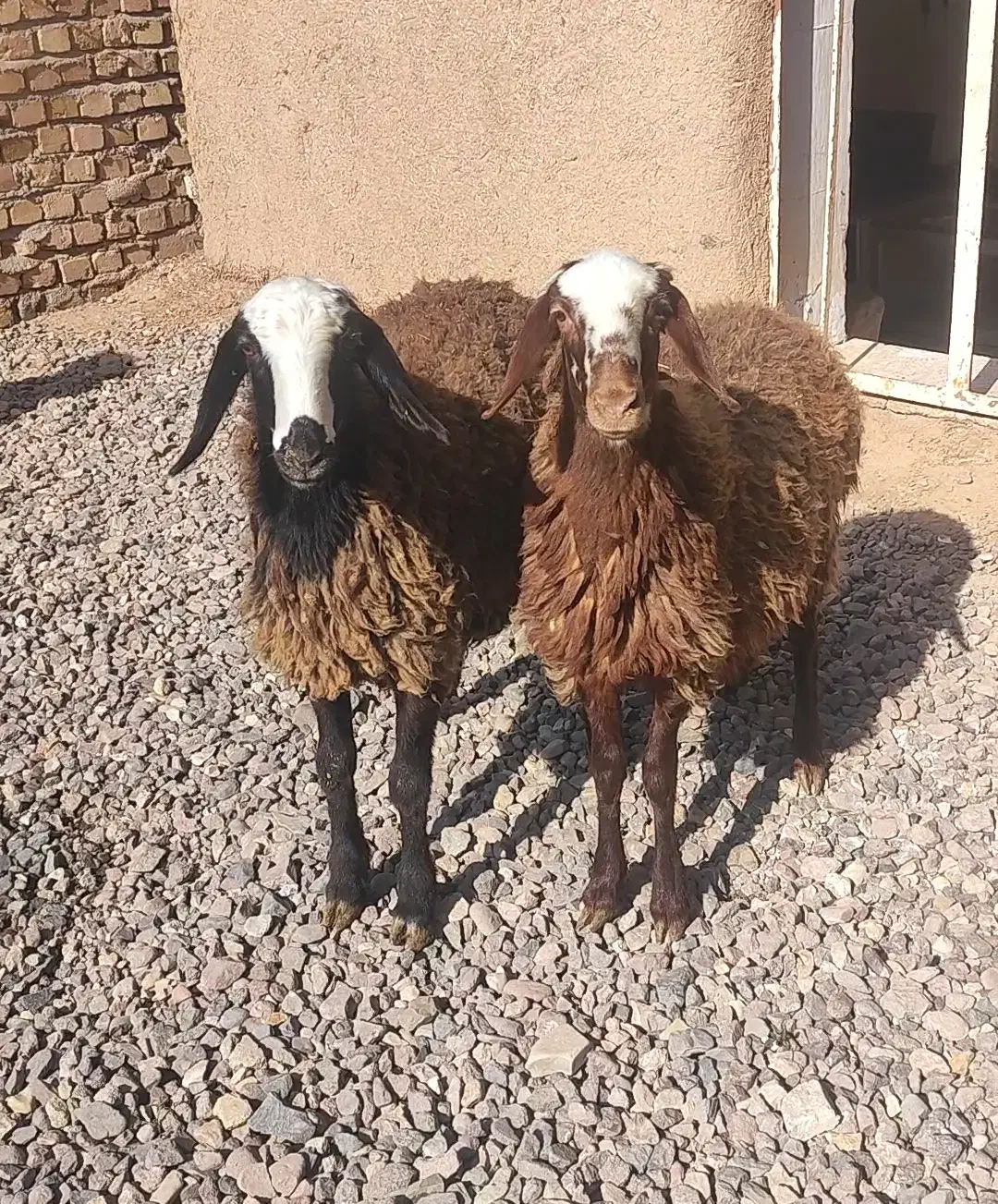 ۲ راس بره ماده یکی افشار وشالی اصل|حیوانات مزرعه|قزوین, |دیوار