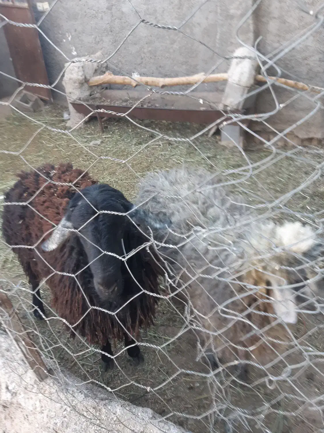 فروش بره نر|حیوانات مزرعه|ساوه, |دیوار