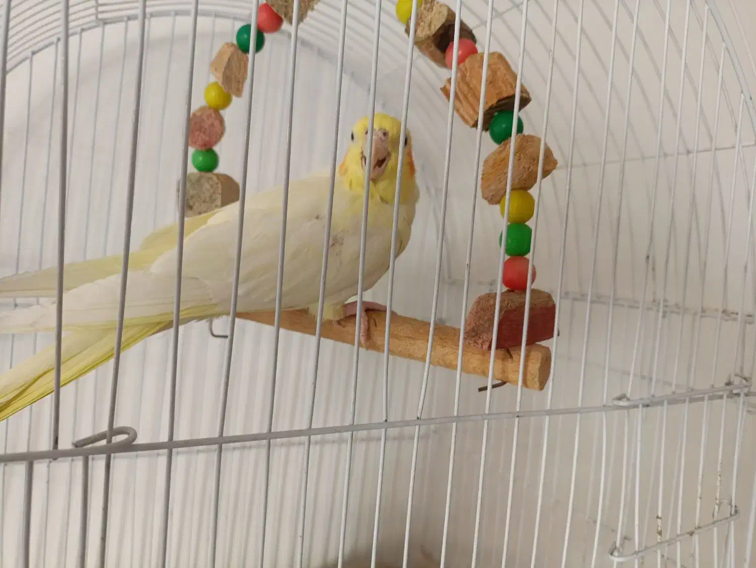 عروس هلندی دو عدد|پرنده|قم, حکمت شمالی|دیوار