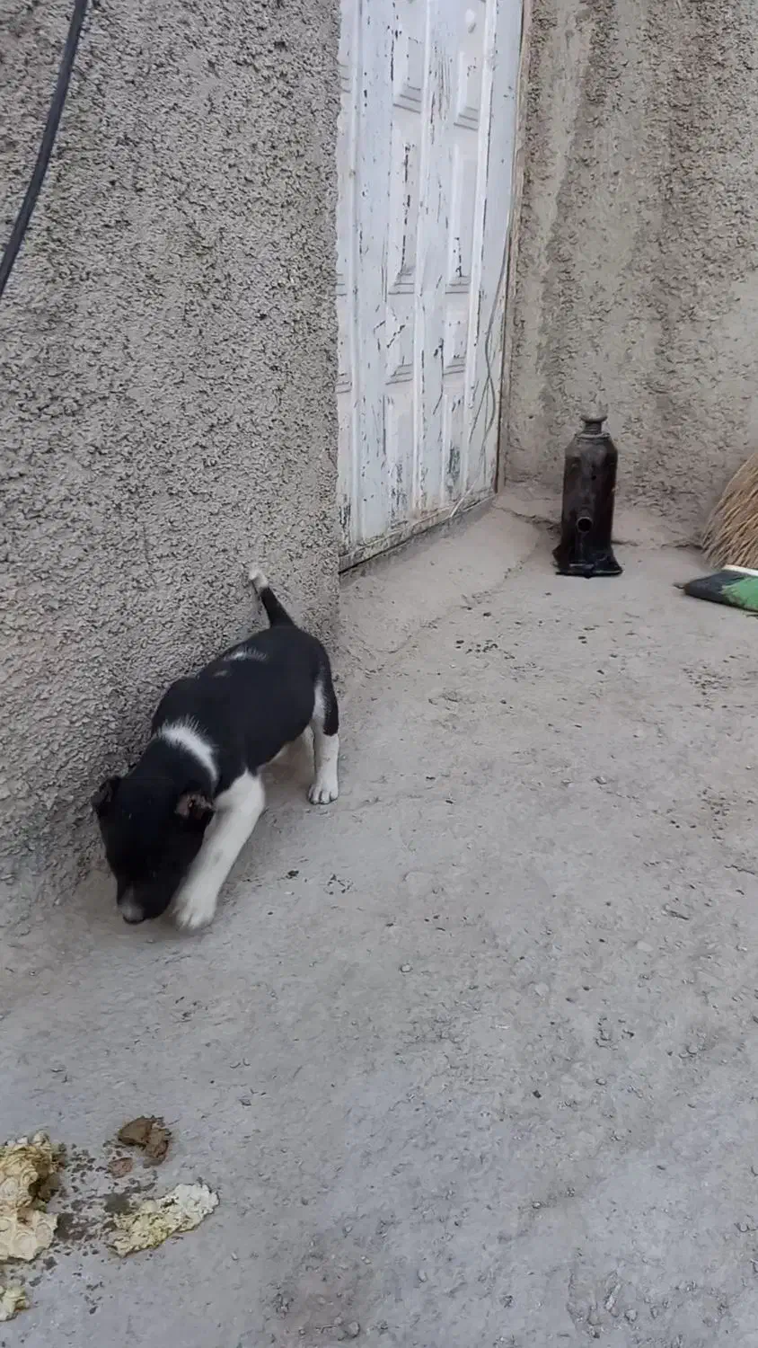 گمشده مژده گانی|حیوانات|تنکمان, |دیوار