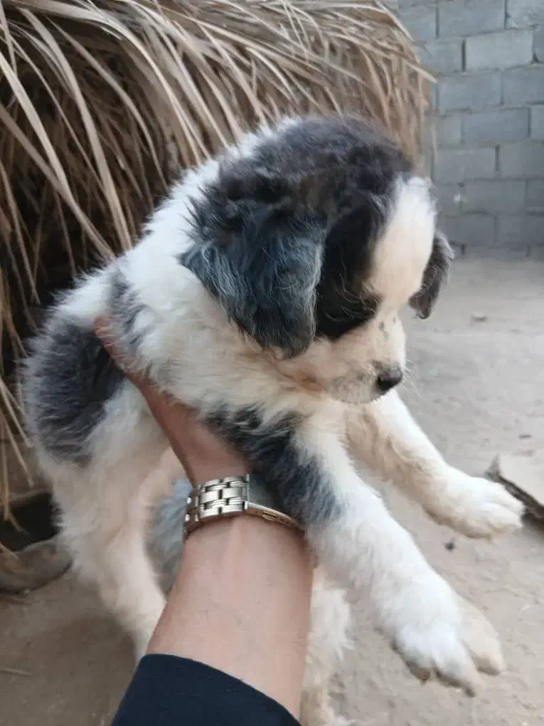 واگذاری توله شیدزو|سگ|آبپخش, |دیوار