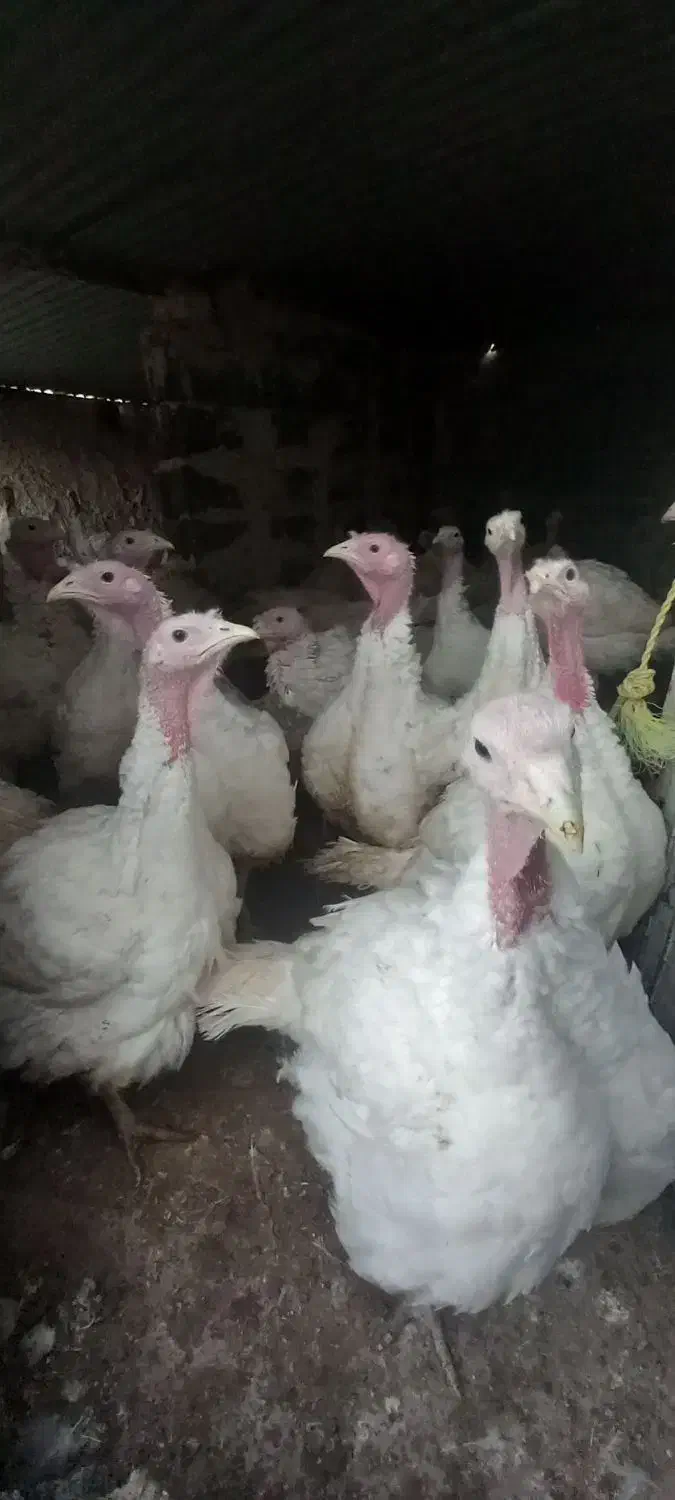 بوقلمون  لطفا۰۹۹۰درصورت۵۶۳تماس۷۸منتظر۵۰|حیوانات مزرعه|بیرجند, |دیوار