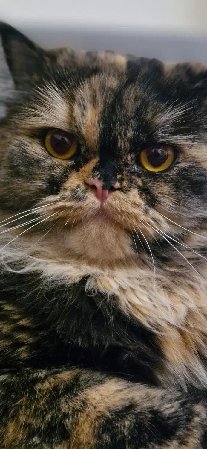 گربه پرشین|گربه|تبریز, |دیوار