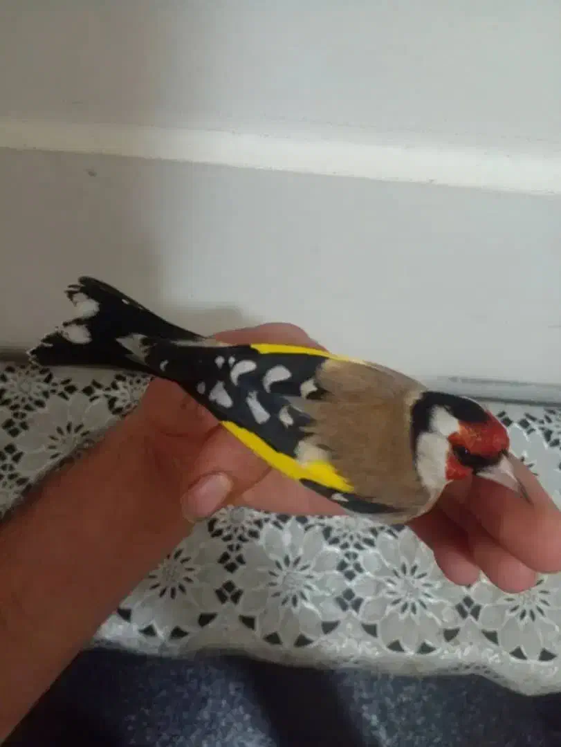 سهره|پرنده|کامیاران, |دیوار