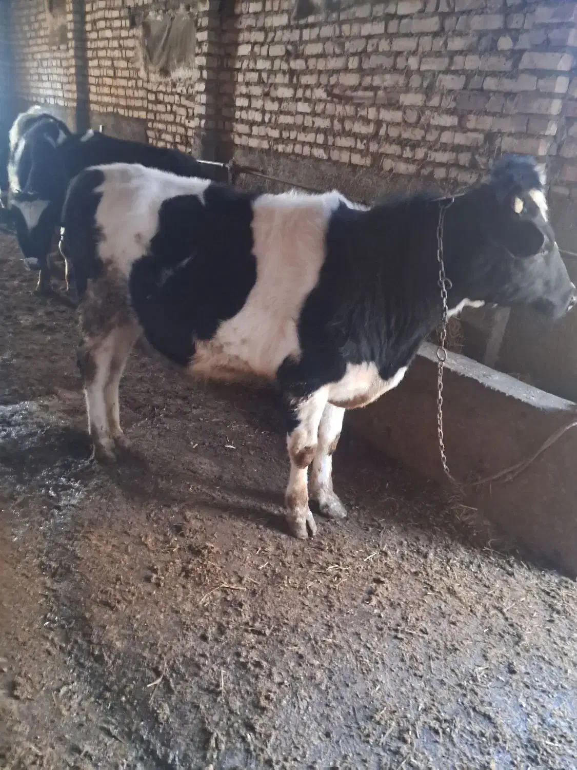 گاو نر|حیوانات مزرعه|زنجانرود, |دیوار