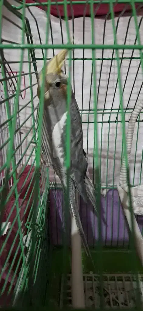 پرنده|پرنده|کرج, برغان|دیوار