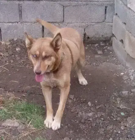 سگ هاسکی|سگ|خان ببین, |دیوار