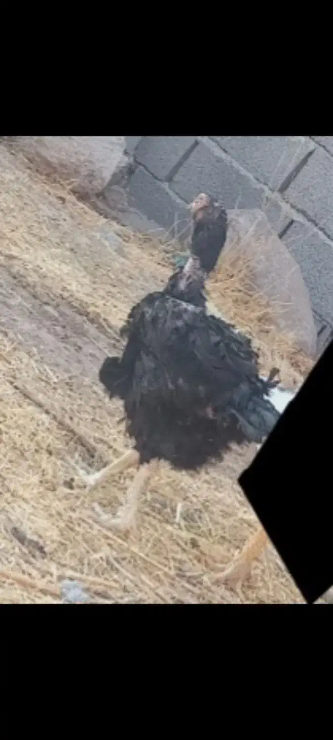 فروش مرغ لاری و فریح|حیوانات مزرعه|ورزقان, |دیوار