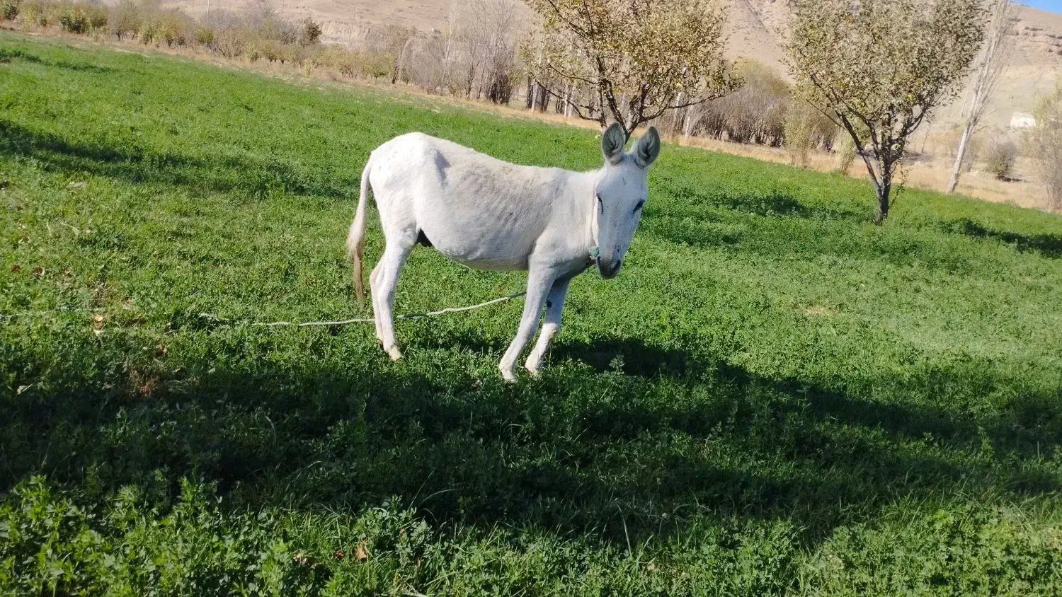 الاغ|حیوانات مزرعه|قوچان, |دیوار