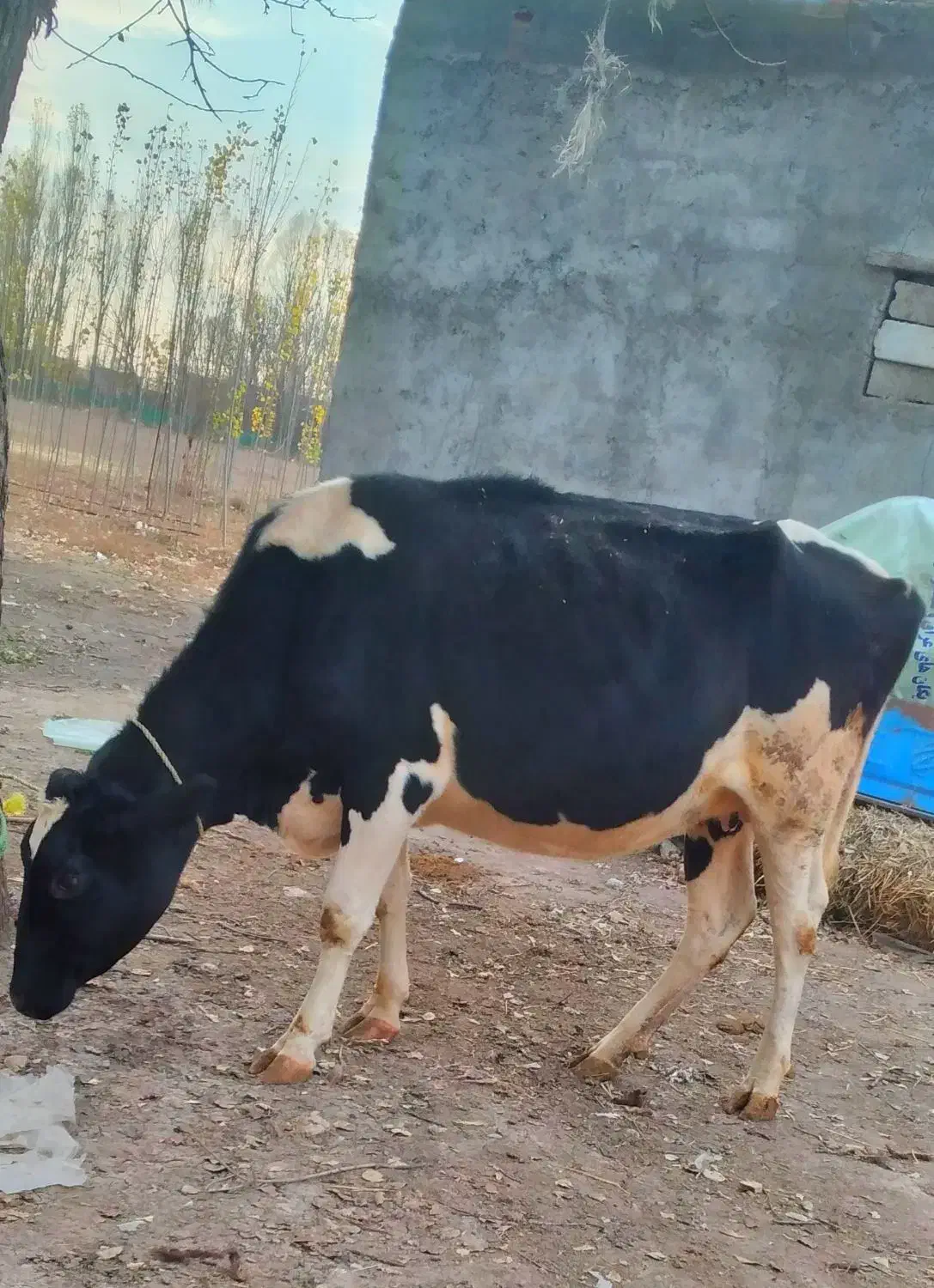 گاو هلشتاین شکم دوم آبستن|حیوانات مزرعه|اردبیل, |دیوار