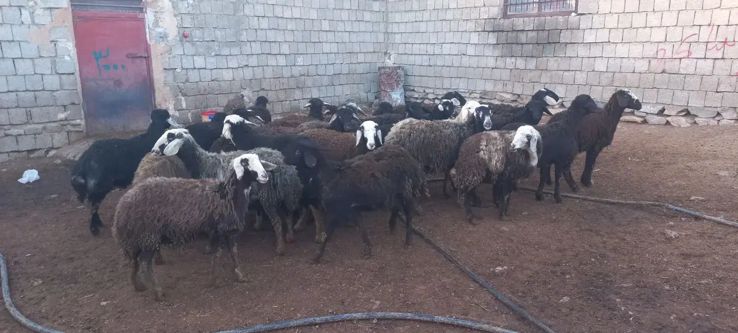 بره ماده|حیوانات مزرعه|سارال, |دیوار