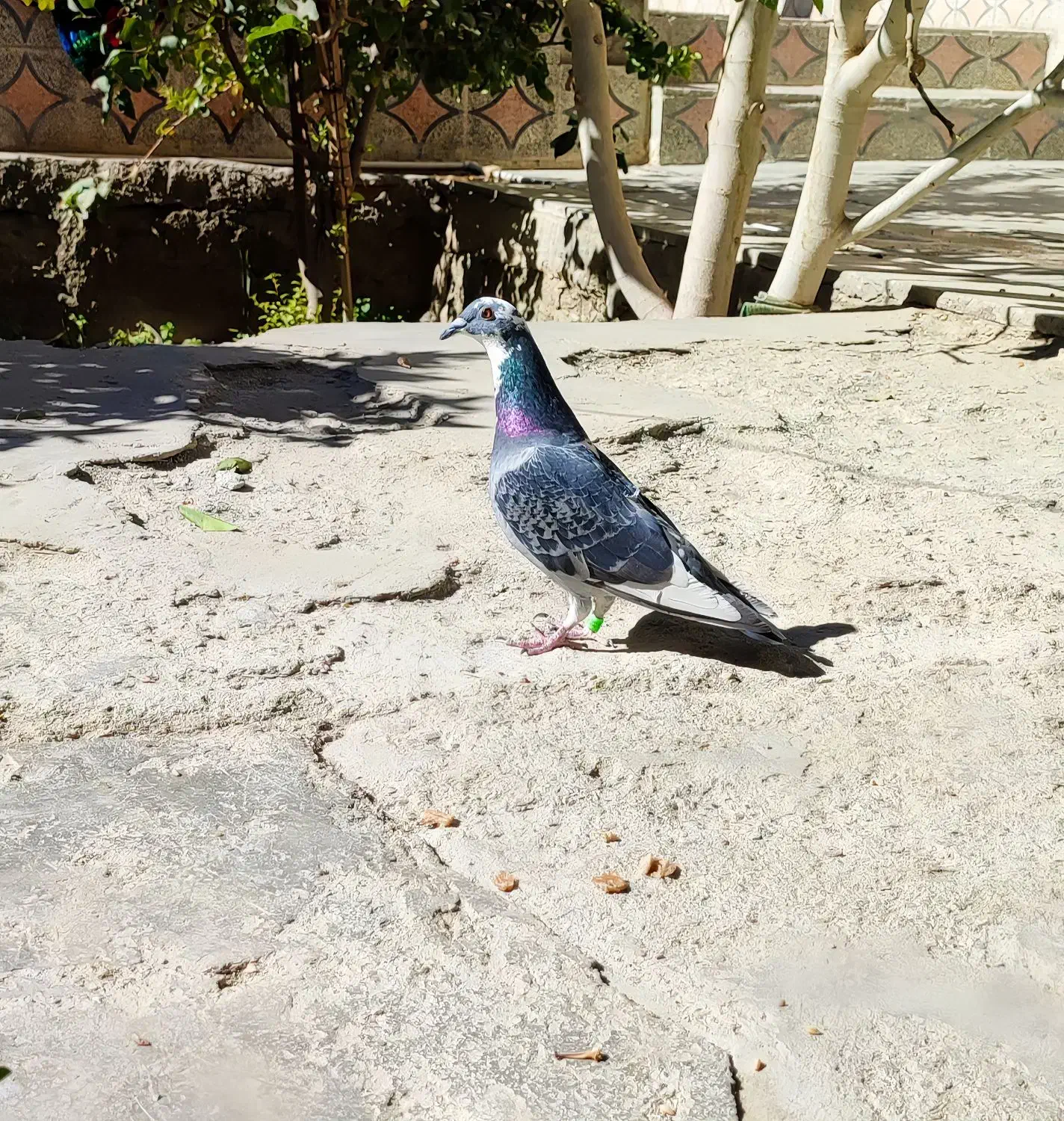 نرو ماده|پرنده|سراوان, |دیوار