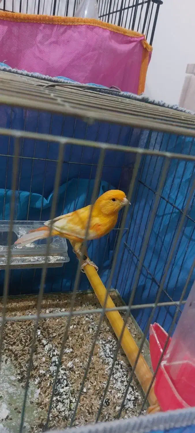 قناری نر|پرنده|نقده, |دیوار