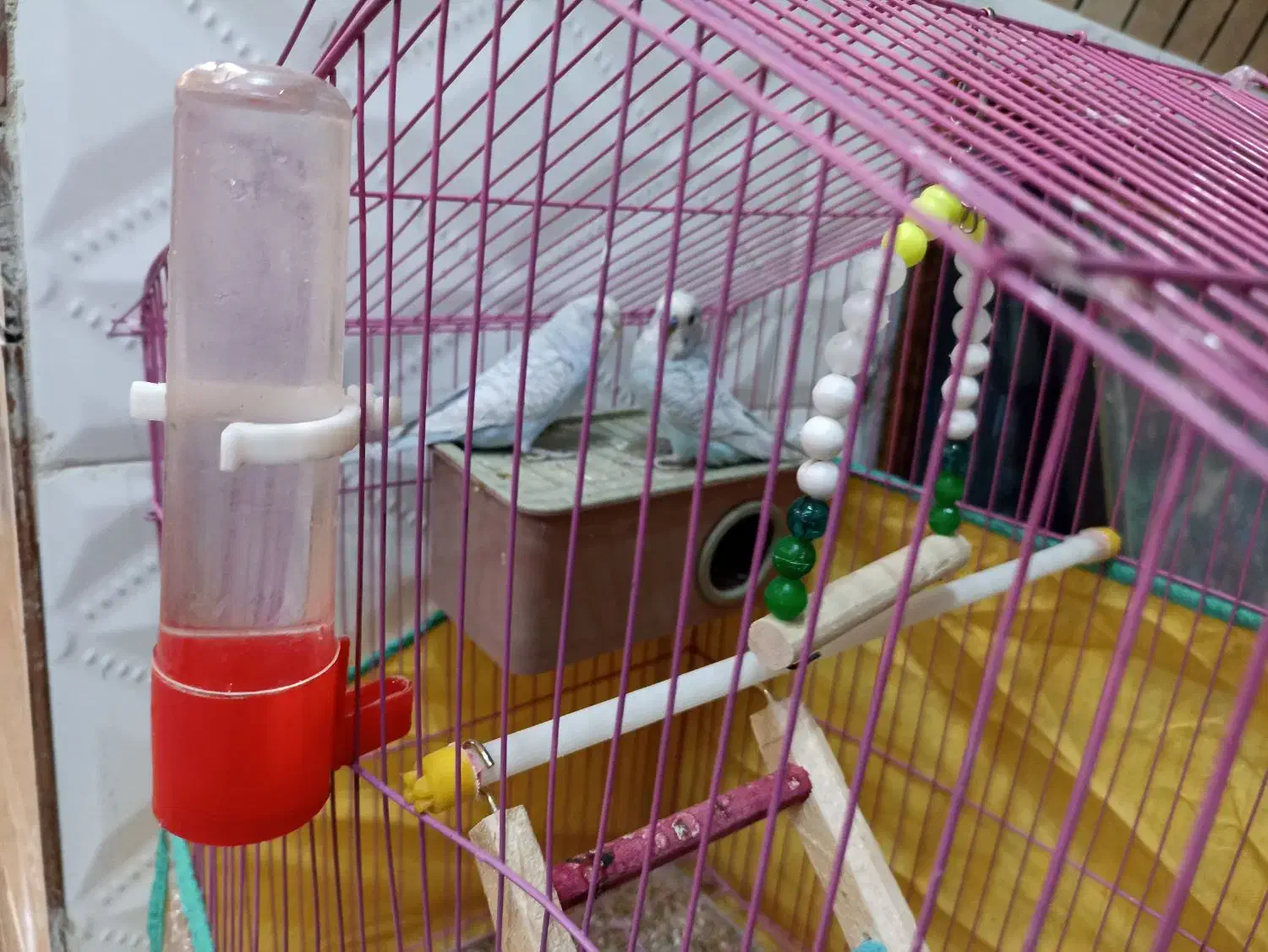 مرغ عشق بالغ|پرنده|داراب, |دیوار