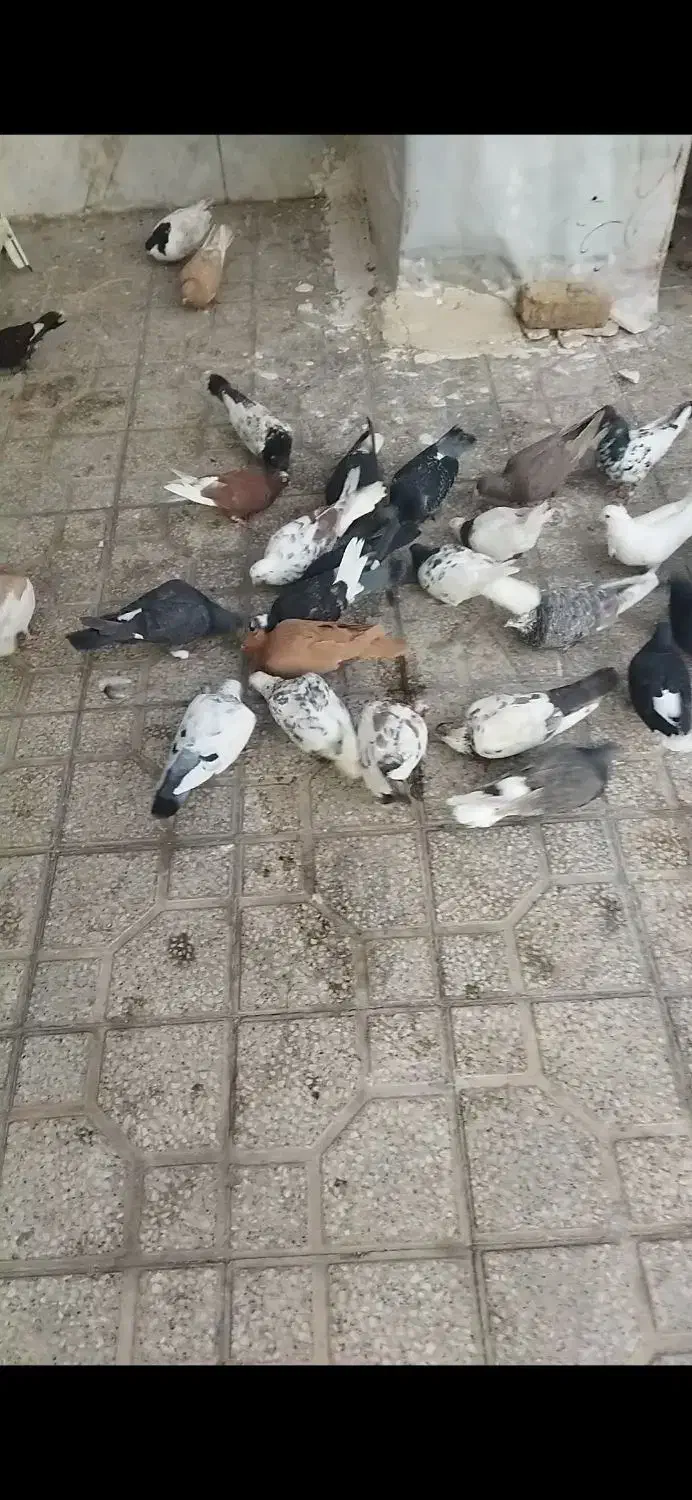 کفتر|پرنده|شیراز, کوشک میدان|دیوار